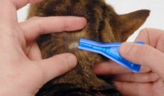 Anti parasitaire middelen